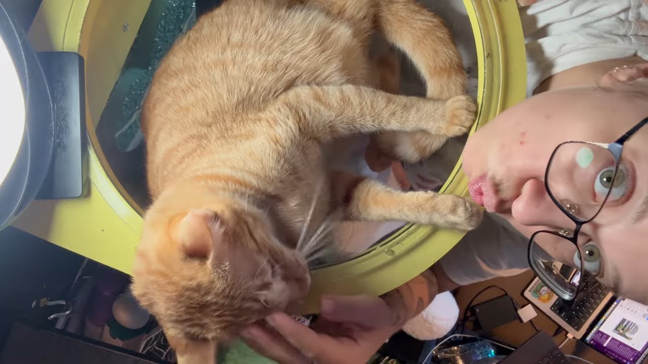 Best Cat Wall Shelf, Clear Space Capsule Cat Shelves Are Best Cat Beds with Awesome Cat Belly Views