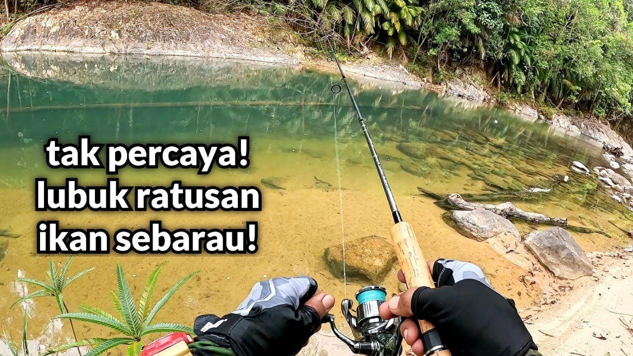 Nak Casting Sebarau? Sungai Endau Lubuknya! #CD236