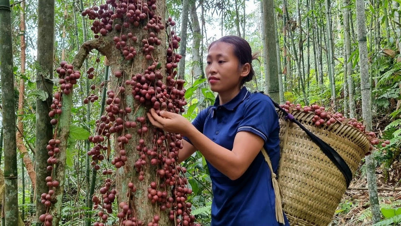Harvesting Fireballs Fruit goes to the market sell - Cleaning the yard home - Triệu Thị Dất
