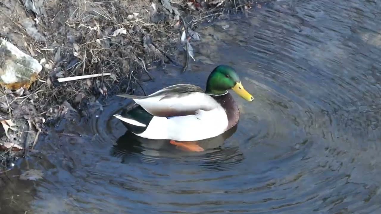 Mallard Duck with No Worries 
