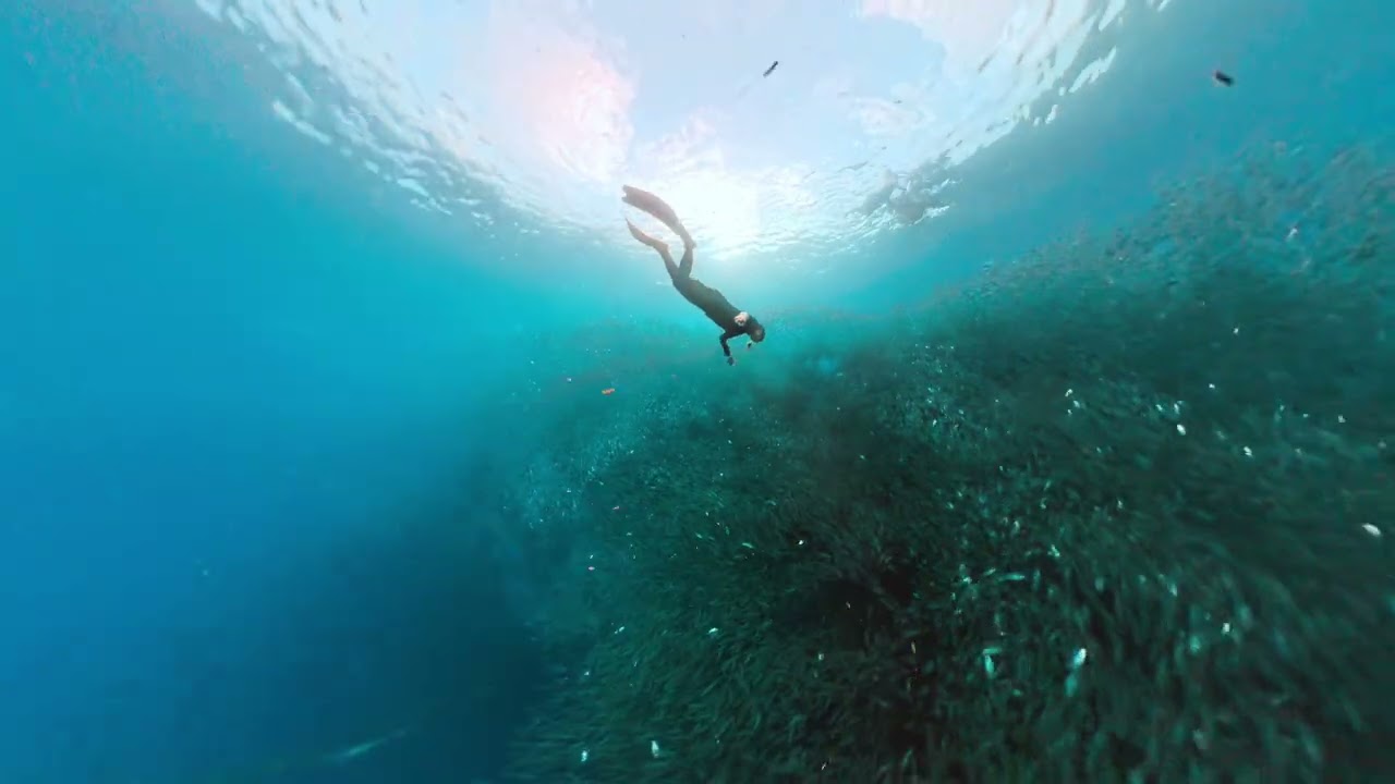 Diving with Sardines
