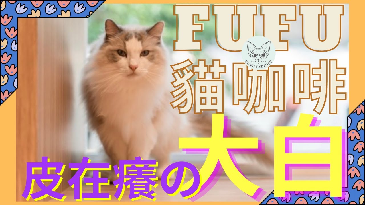 【大白】FUFU貓咖啡十五台柱介紹｜調皮搗蛋｜李榮浩的眼睛