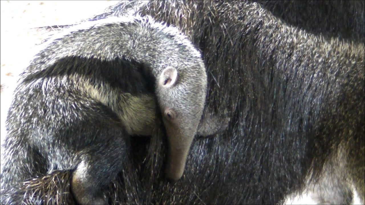 Baby Giant Anteater at Howletts Wild Animal Park
