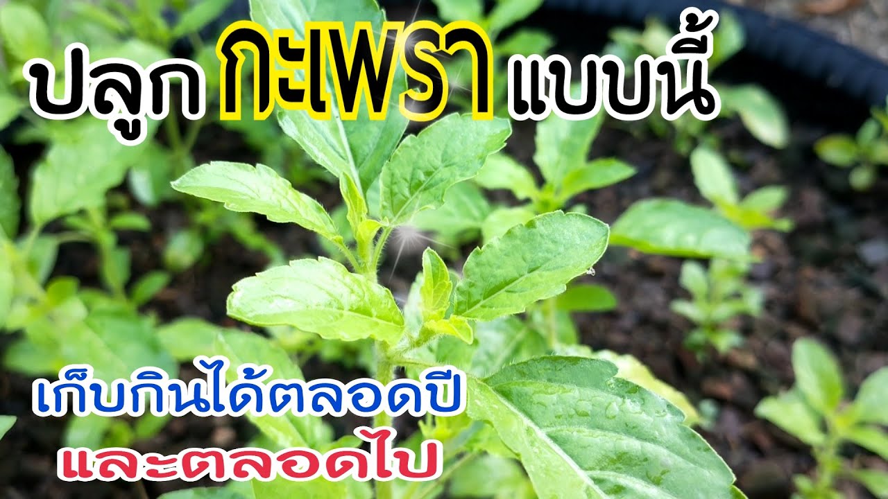 ปลูกต้นกะเพราแบบนี้ เก็บกินได้ตลอดปีและตลอดไป