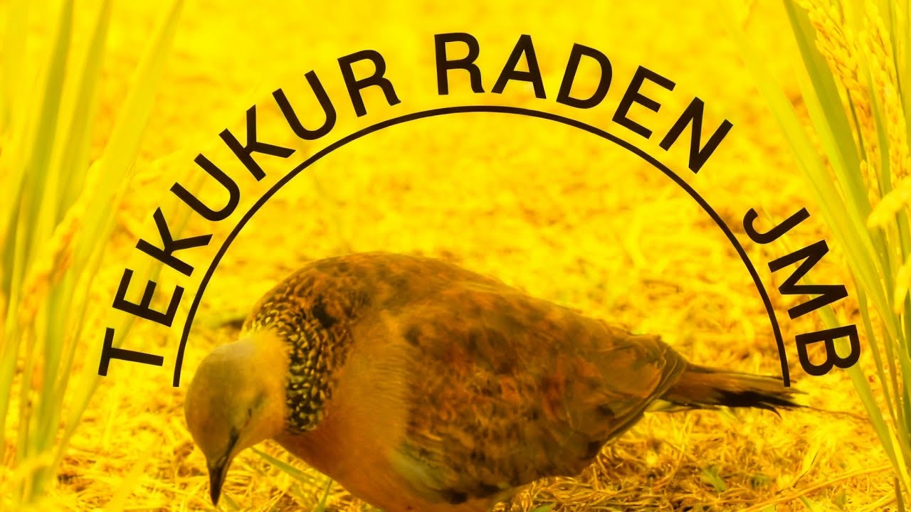 BL KEBUN SAWIT PAK RT. HARI KE 2 BARU BISA DI RINGKUS.BL GACOR