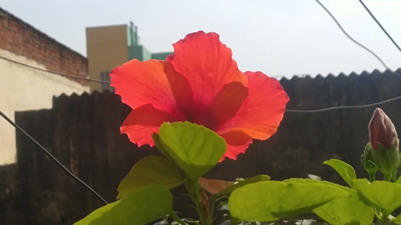Red giant hibiscus organic flower hype it friends