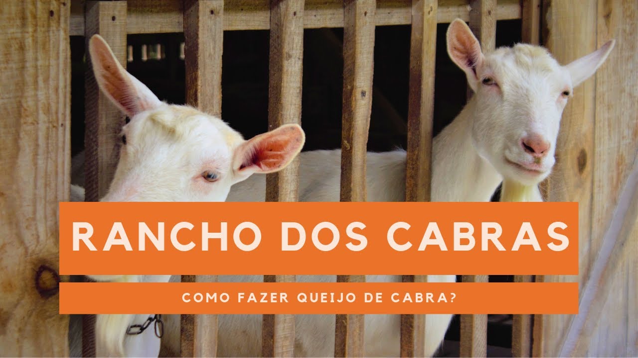 Rancho das Cabras-Uma queijaria em Campo Alegre, melhor queijo de cabra em Santa Catarina! (Brasil)