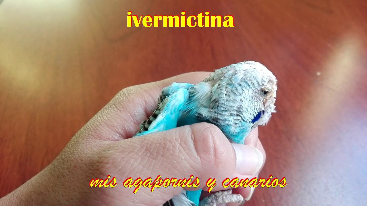 Aves exoticas (periquitos, agapornis, canarios) y los acaros (consejos y que usar) parte 1