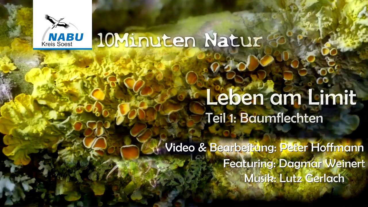 10Minuten Natur: Baumflechten - Leben am Limit
