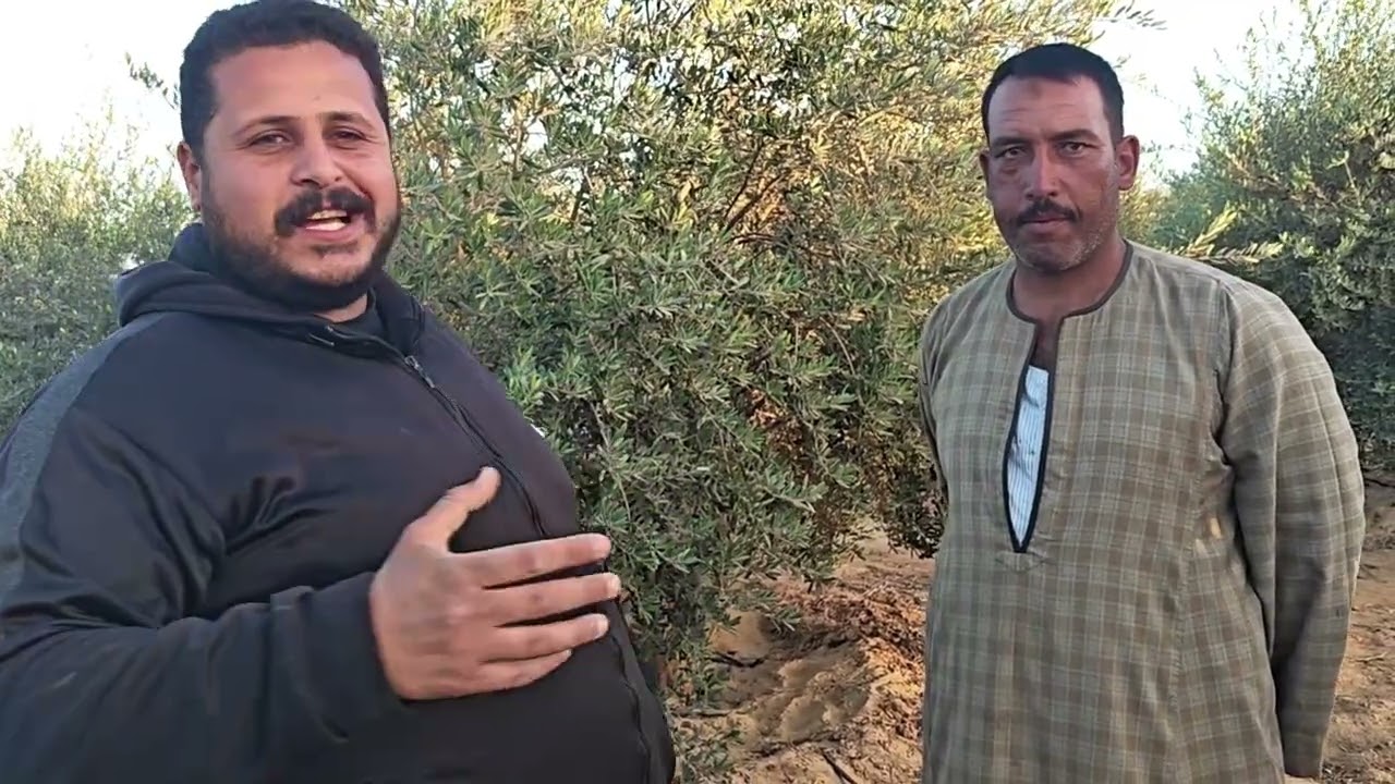 مزرعة نموذجية في مدق البترول سمالوط المنيا موسم ٢٠٢٦