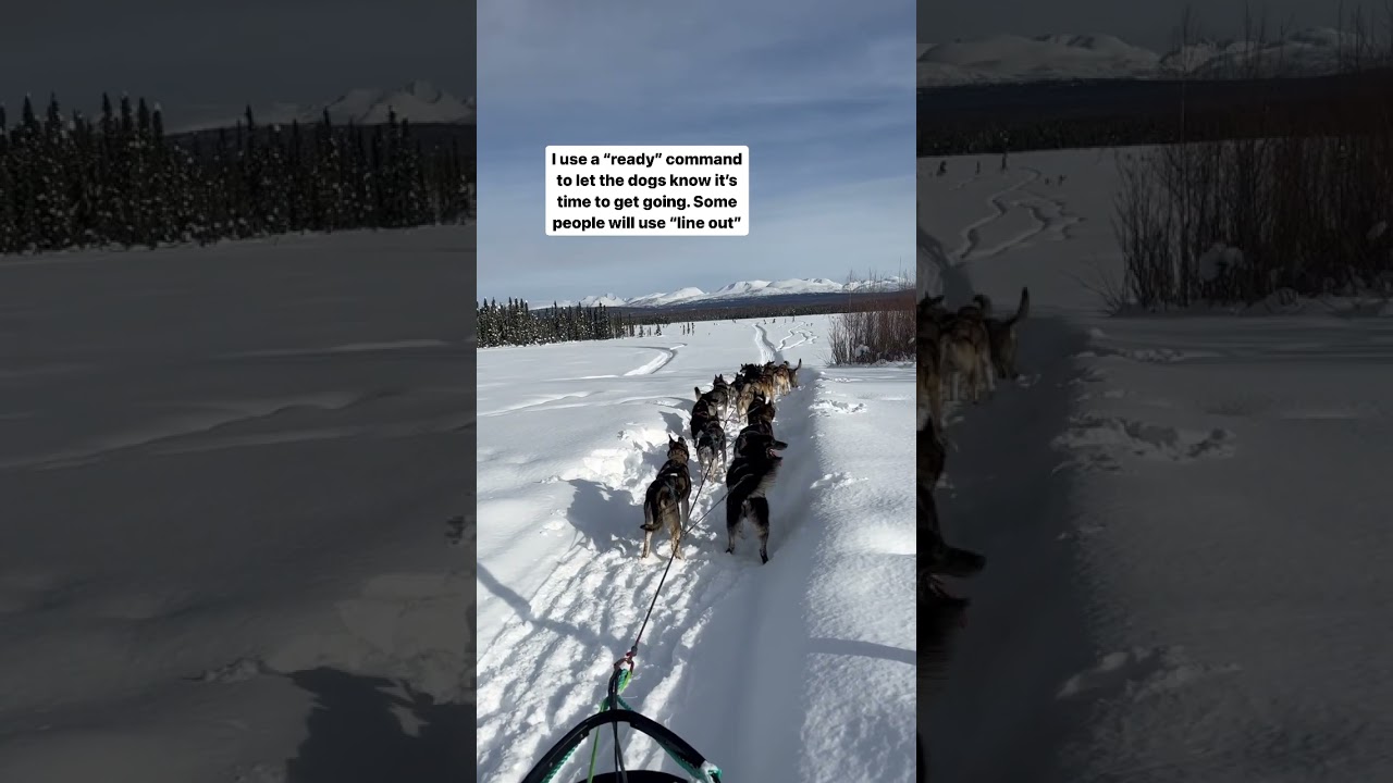 We don&rsquo;t actually say &ldquo;Mush!&rdquo; to let the dogs know it&rsquo;s time to go. #dogsledding #sleddog #dogshorts