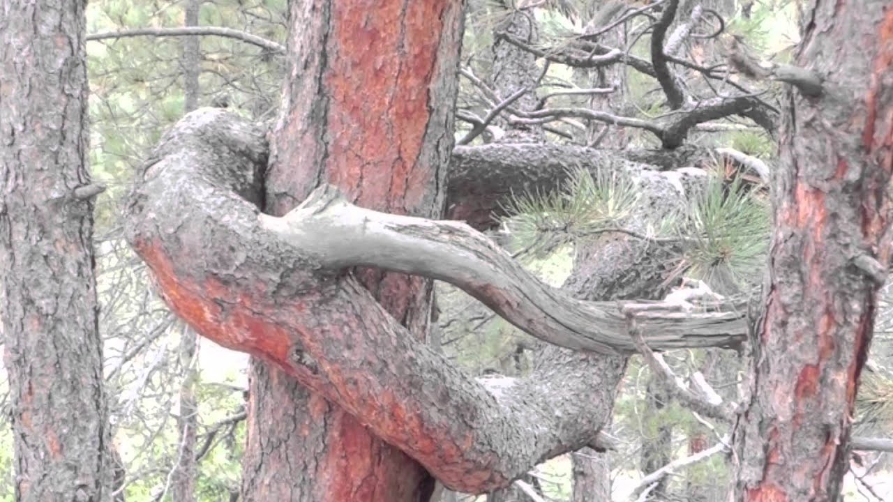 Ute Indian Prayer Trees at Monument Preserve