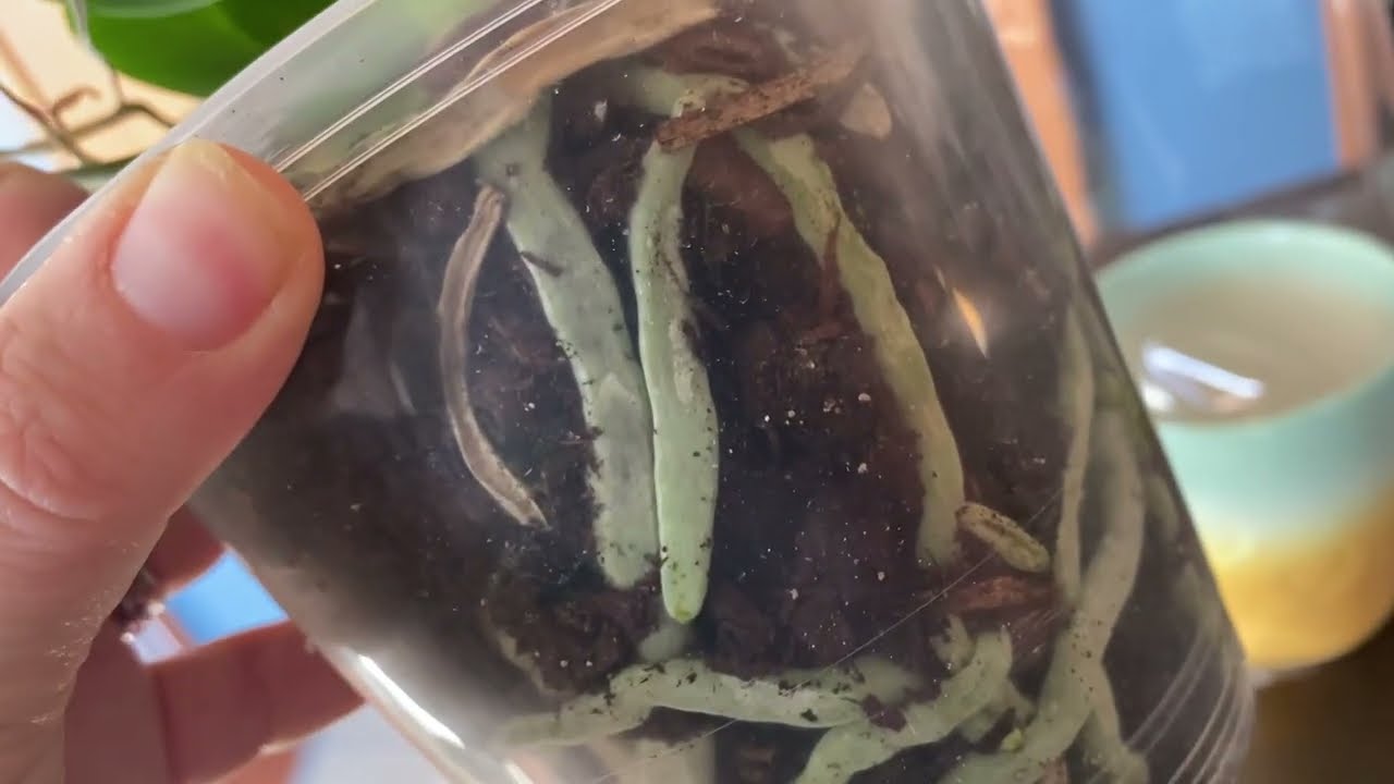 Базовый уход за орхидеей фаленопсис: Часть 1