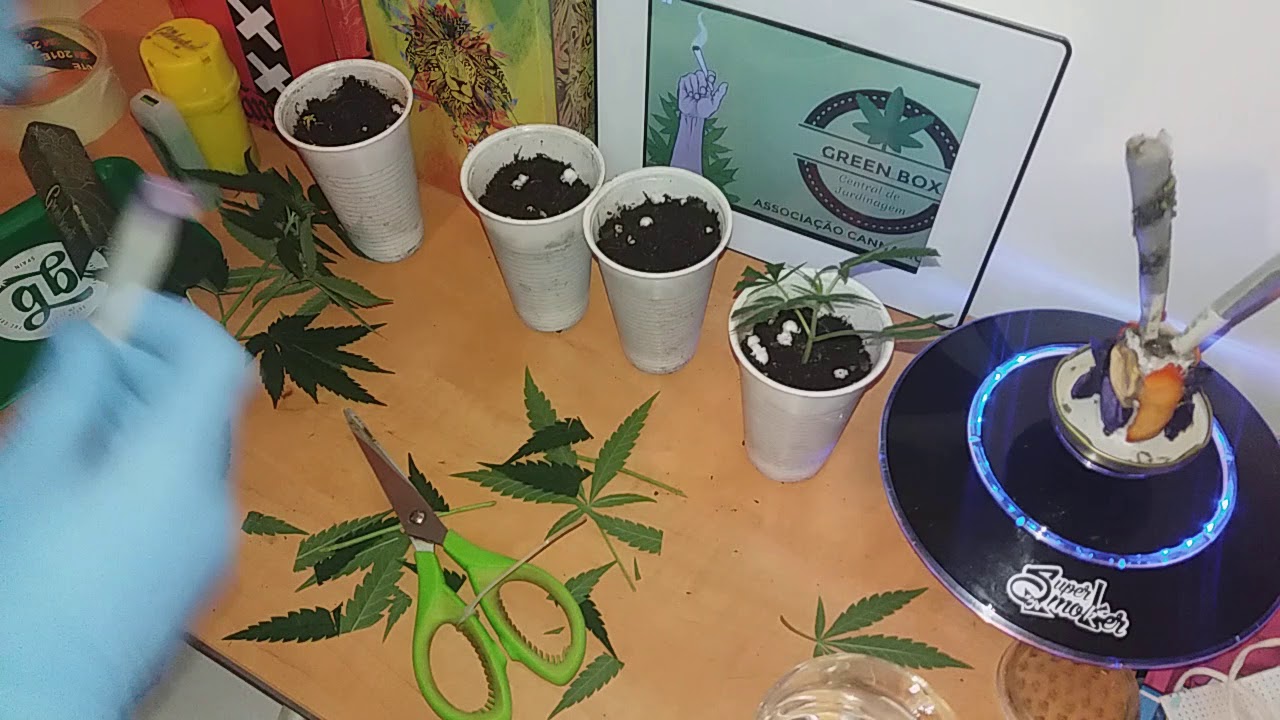 Clones - Como fazemos nossos #Clones simples e f&aacute;cil 100% enraizamento.