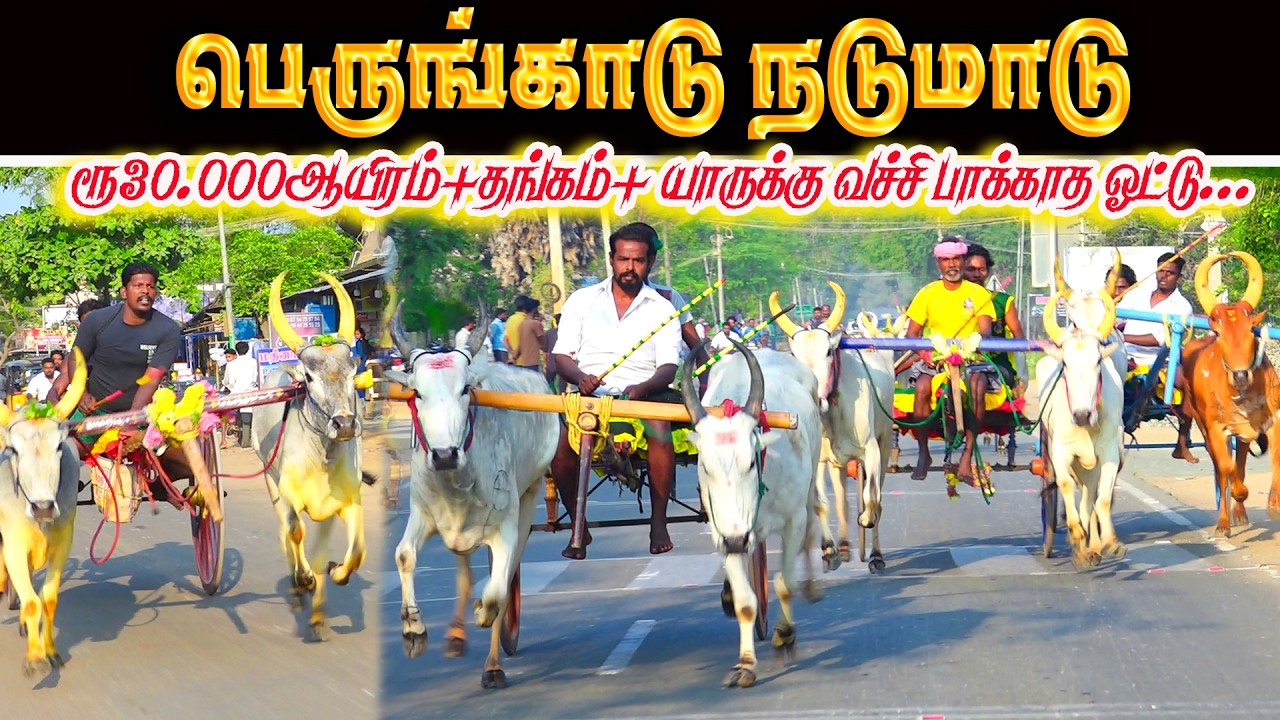 பெருங்காடு நடுமாடு பந்தயம் 07.03.2026
