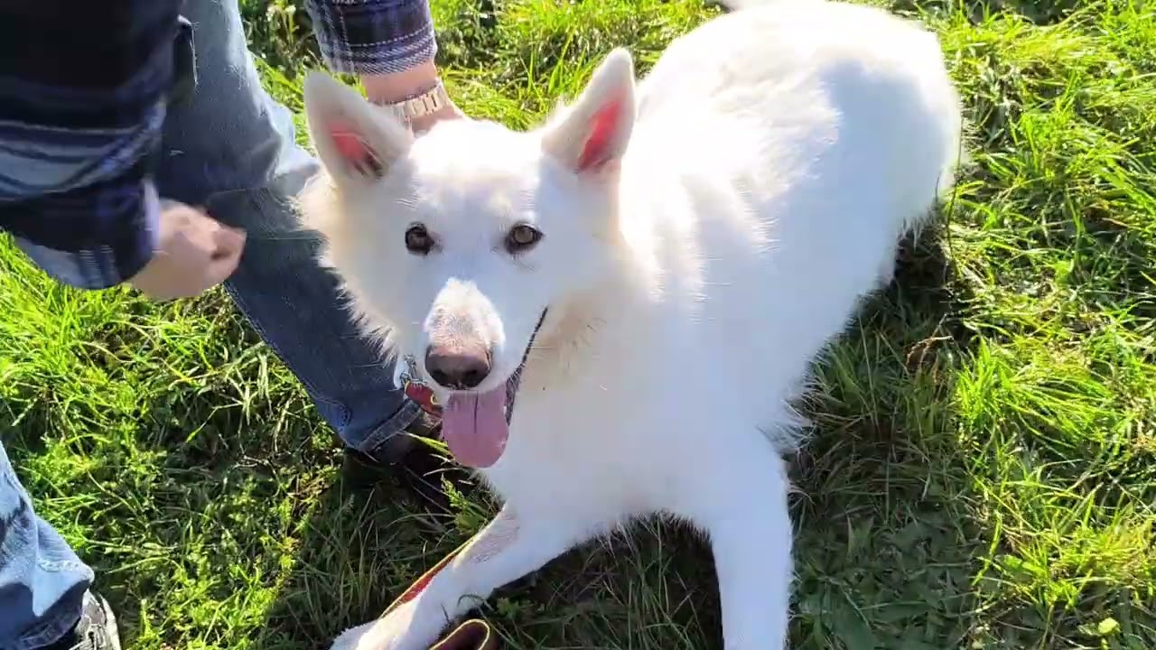 Kynologicky klub SMILE of DOG - Nové Mesto nad Váhom.