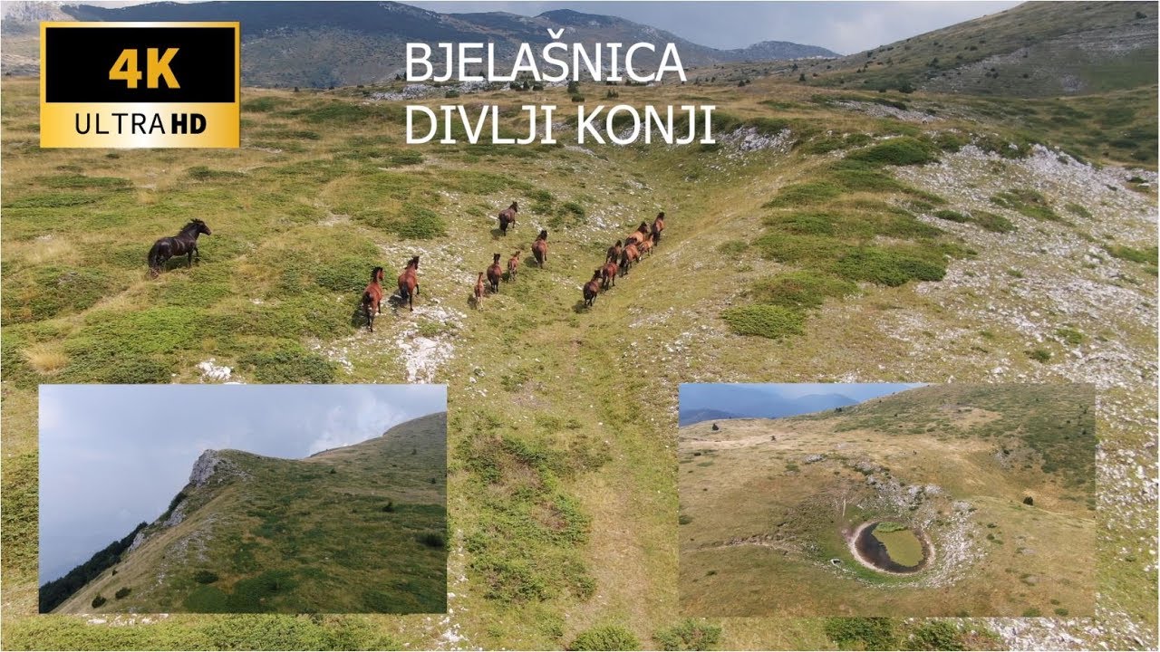 DIVLJI KONJI NA BJELAŠNICI - WILD HORSES - AMAZING DRONE FOOTAGE