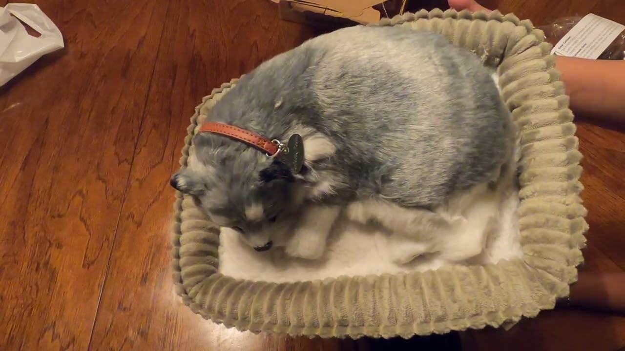 Perfect Petzzz Alaskan Husky.  (Unboxing)