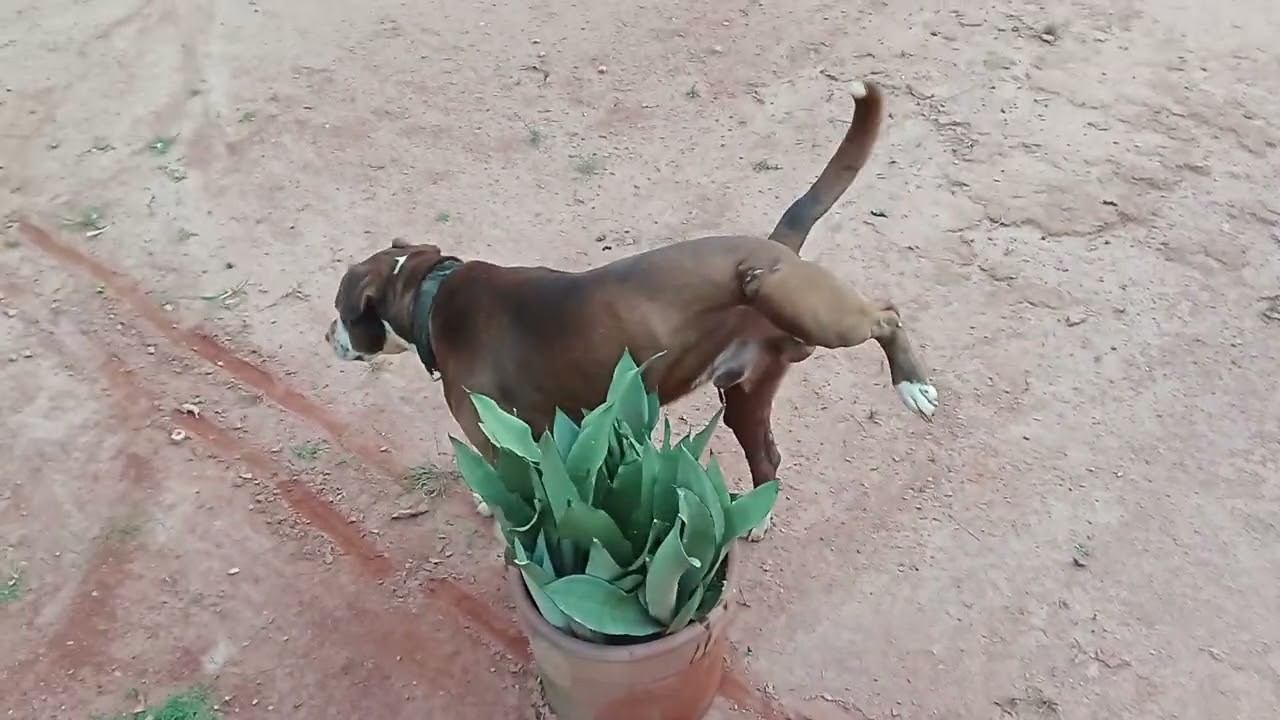 Olha o jardim da minha da minha mãe aqui na roça