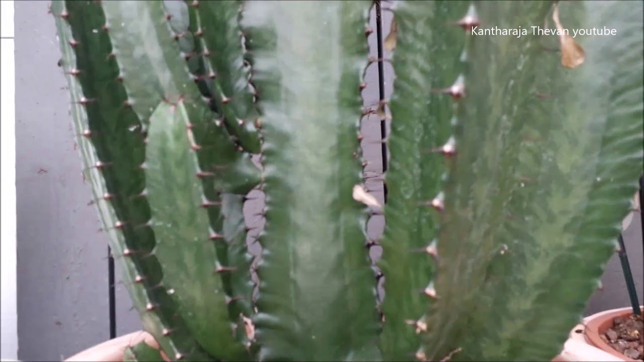cactus canarias  spike plant