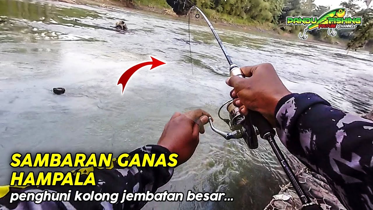 🔴 CASTING HAMPALA DI BAWAH JEMBATAN BESAR || Mancing Hampala Sungai Klawing Purbalingga