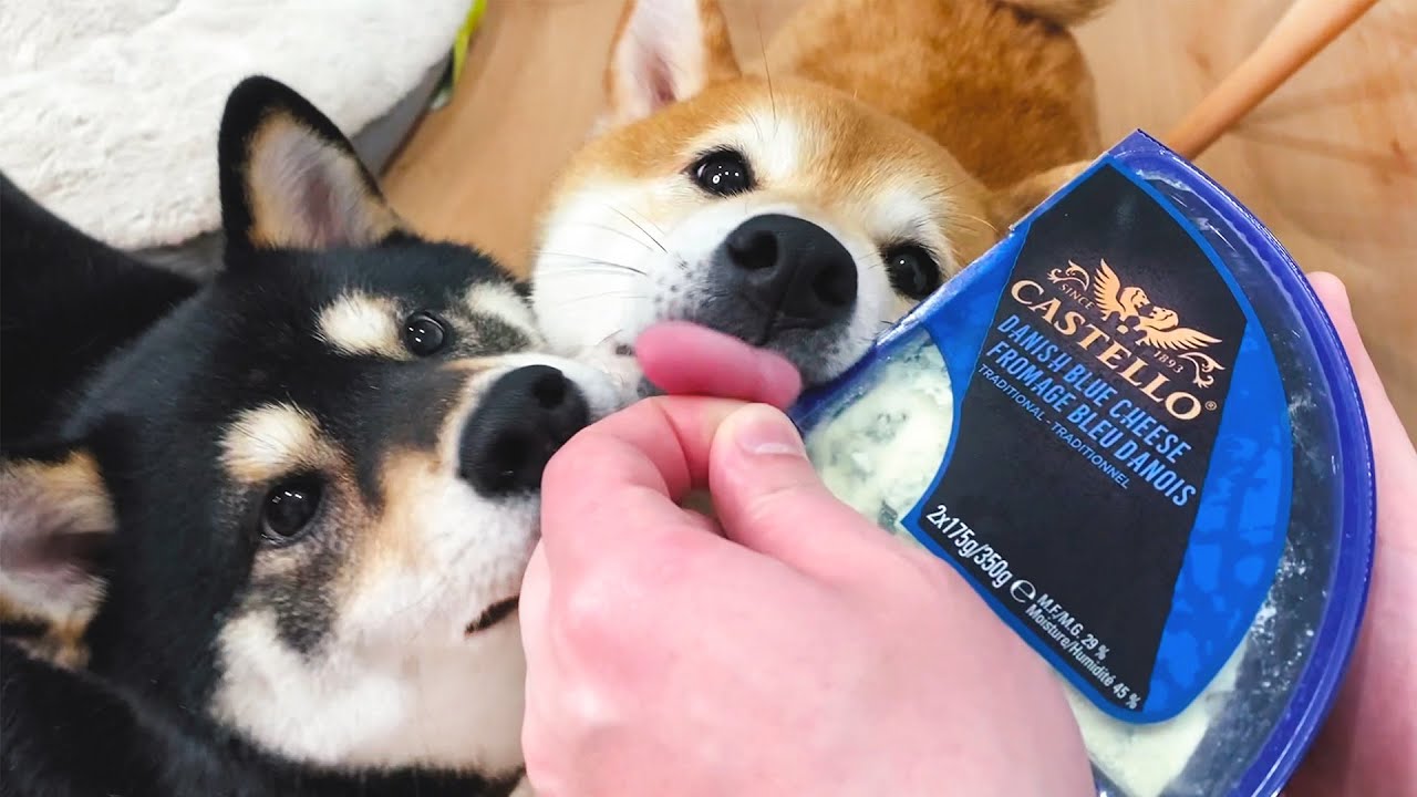 柴犬第一次聞藍紋奶酪，會有什麽反應