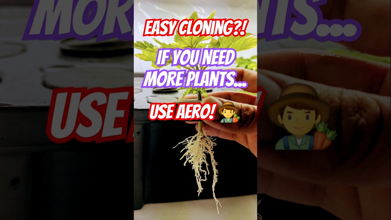 Fast Cloning? Need more Plants? Use Aero!  #aeroponics #clones