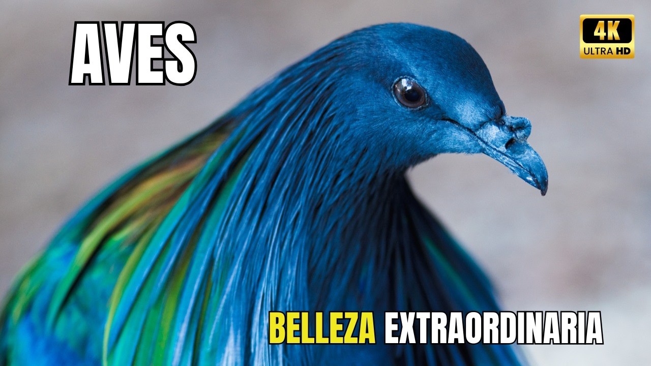 AVES: Belleza y MAJESTUOSIDAD | DOCUMENTAL Completo