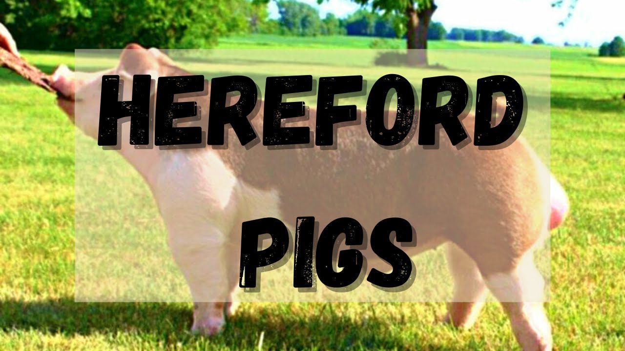 Hereford pigs - Pigs Breed