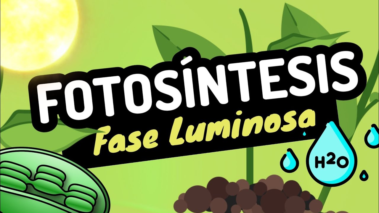 🌱 FOTOSÍNTESIS fase luminosa[GUÍA EXAMEN  UNAM BIOLOGIA]
