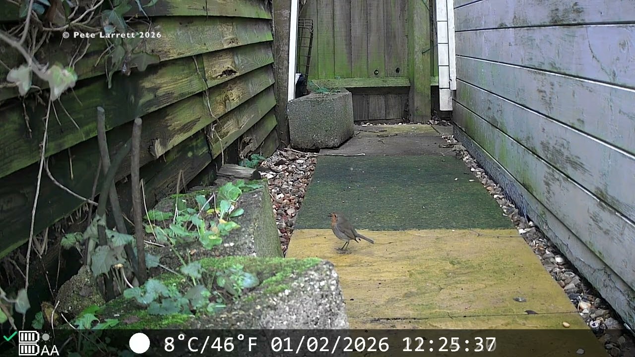Fox Shed Watch - 23RD Jan to 10TH  Feb 2026