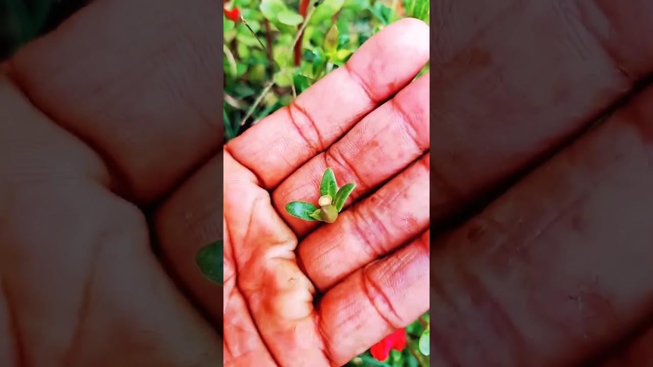 Love With Nature 🍃🌸 | Real Mohabbatein Vibes | #beautiful  #garden  #flowers  #lhs  #shortsvideo