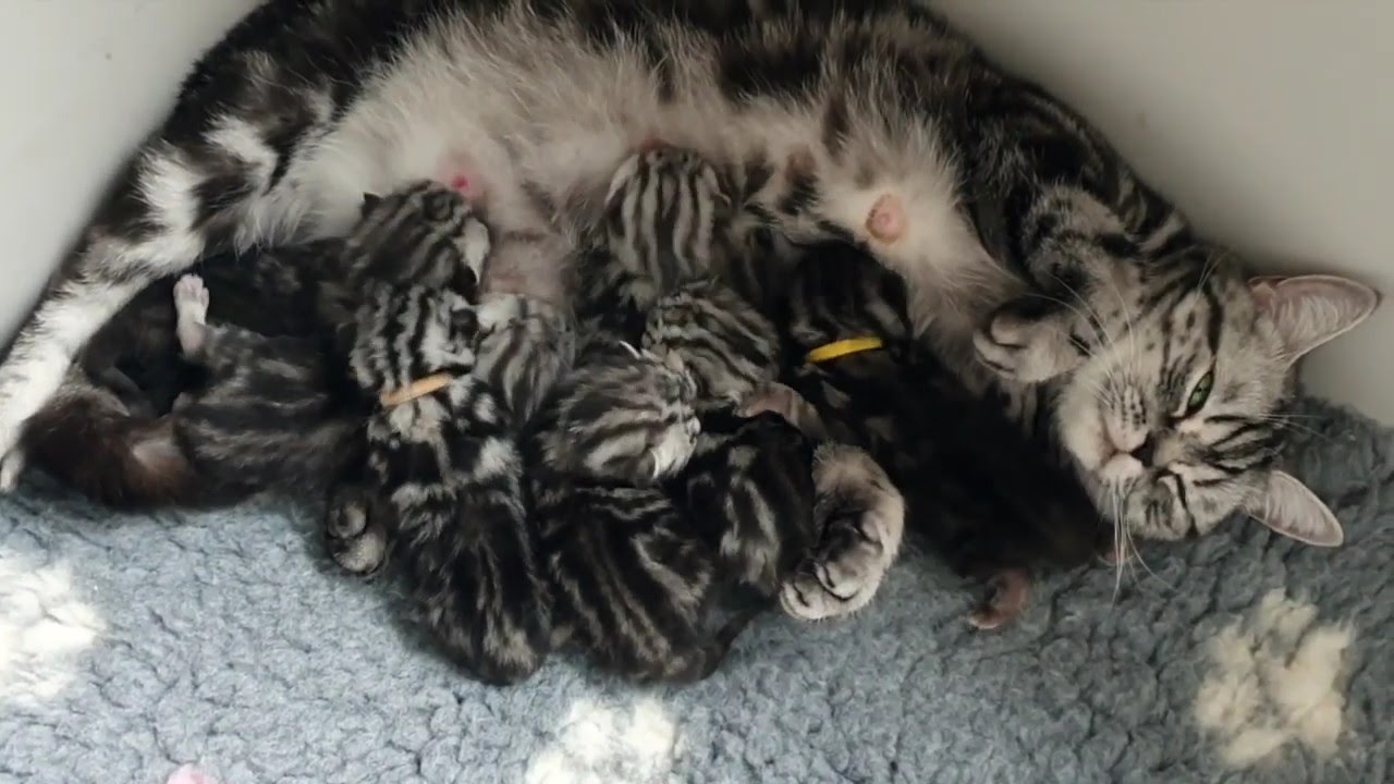 7 little British Shorthair Silver Tabby Kittens 1 week old drink milk from their mom
