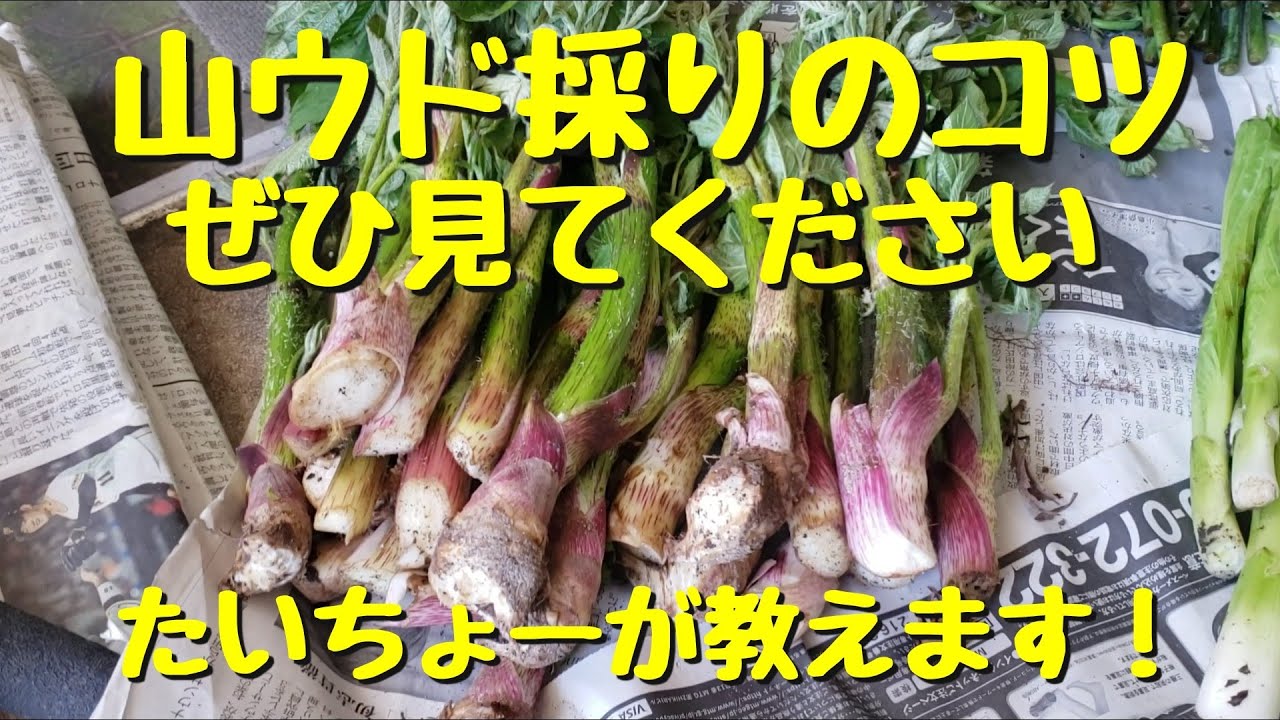 『山菜採り』山ウドを探すコツ、教えちゃいます！