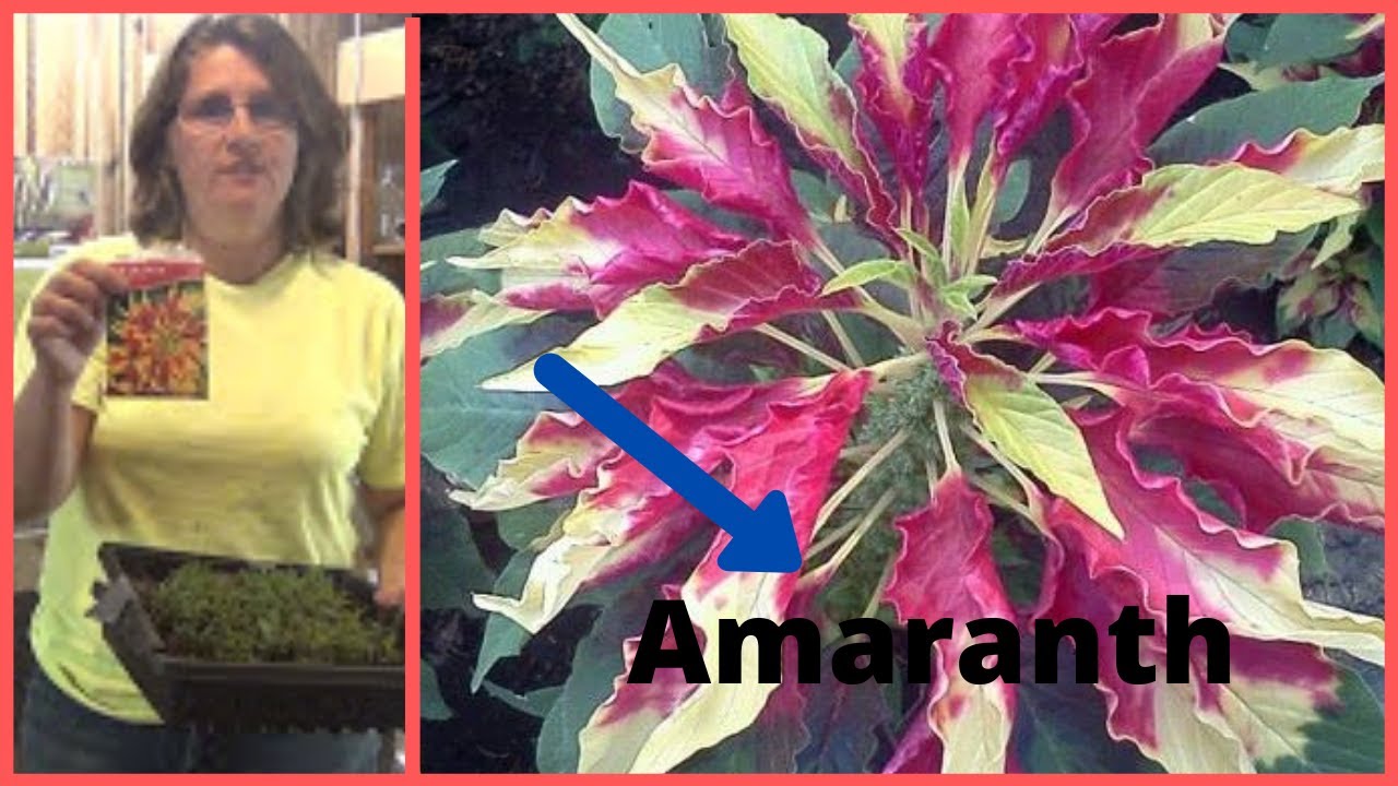 How to Transplant Amaranth Tricolor Joseph's Coat Seedlings Transplanting Indoors