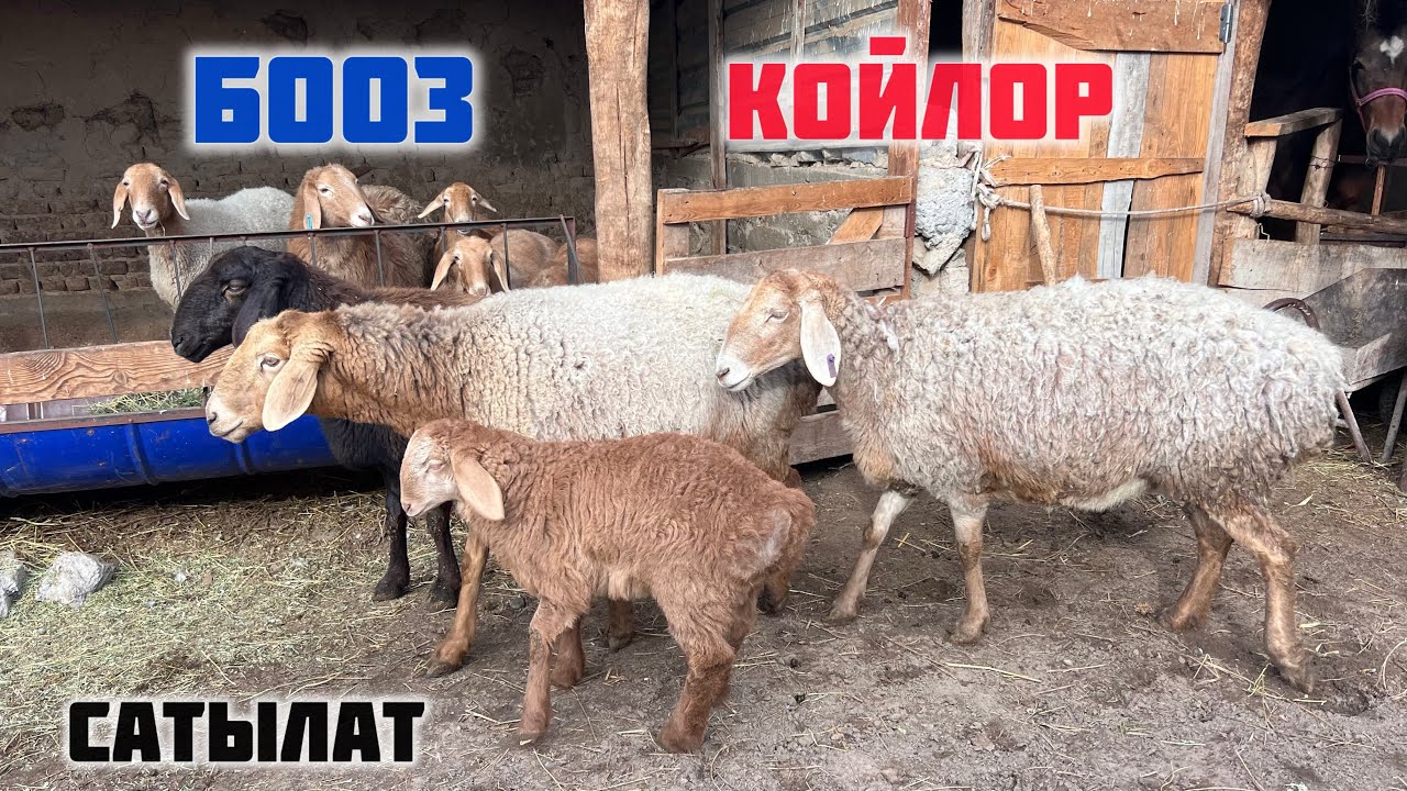 БООЗ КОЙЛОР сатылат🖐🏻 Сулуу кой, Сындуу кочкор бар экен👍🏻