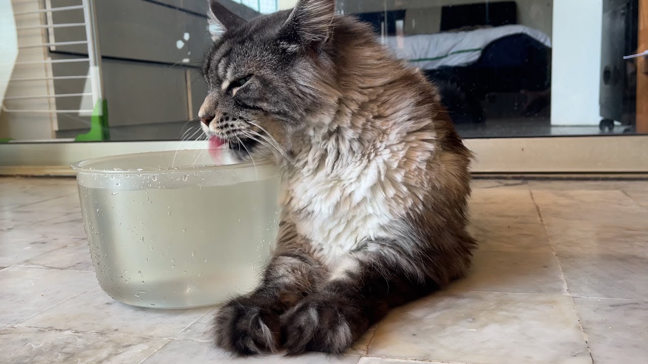 MAINECOON CAT & WATER : So funny How Maine Coon H&eacute;lios is drinking water