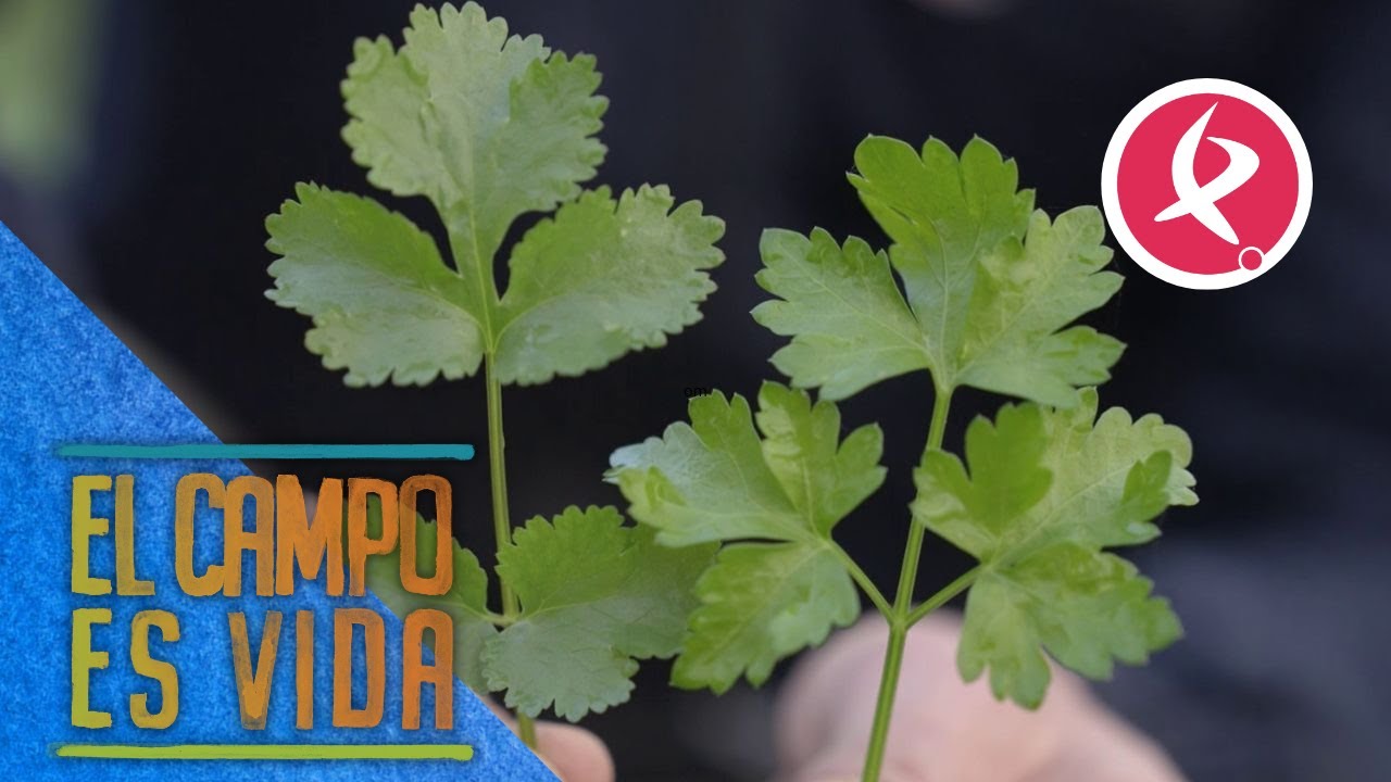 ¿Perejil o cilantro? | El campo es vida