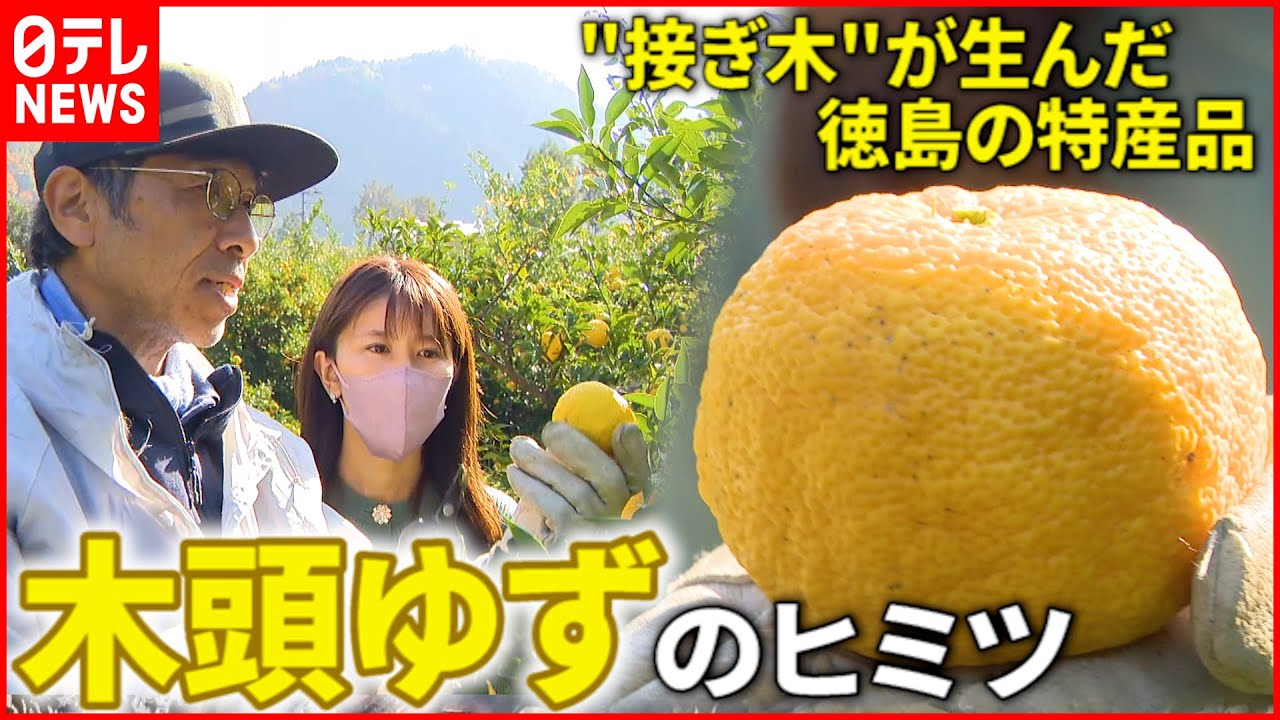 【ゆず】根は違う植物!? 特産