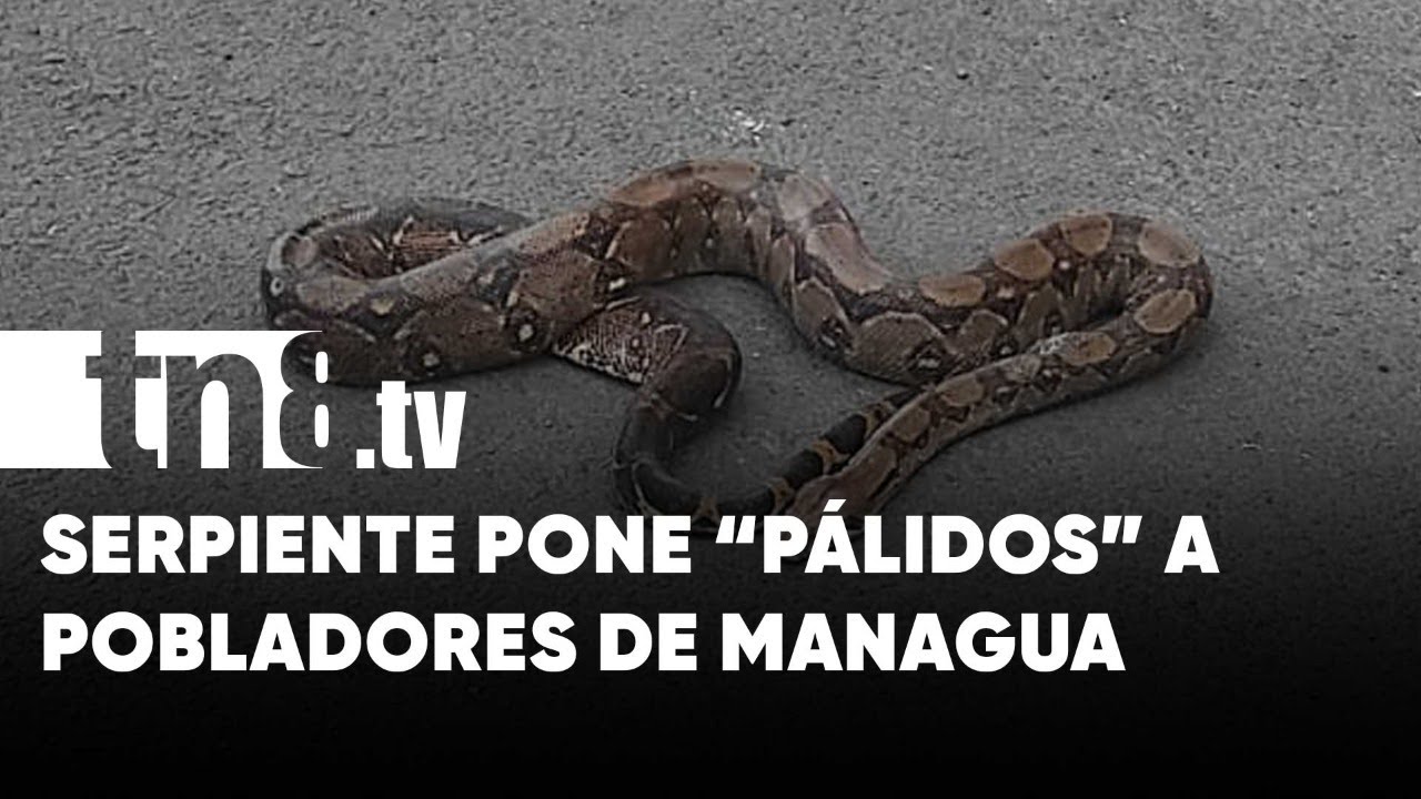 Serpiente pone «pálidos y chirizos» a pobladores de Managua - Nicaragua
