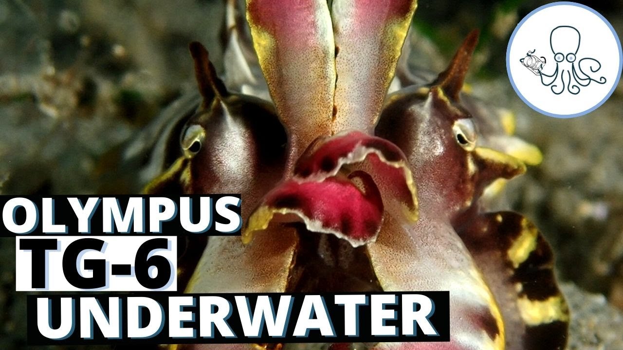 How I Film Underwater with Olympus TG-6