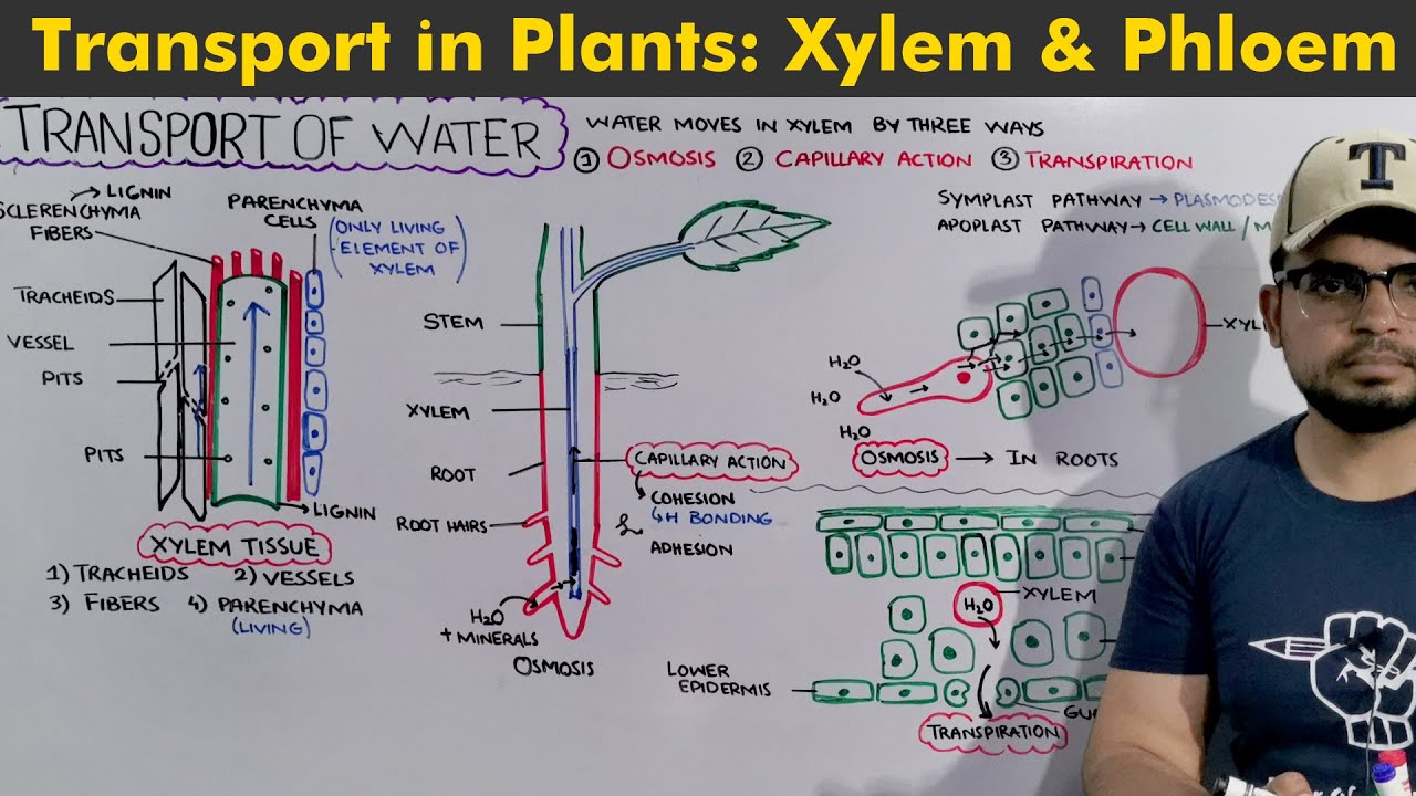 Transport in Plants: Complete chapter in 1 hour