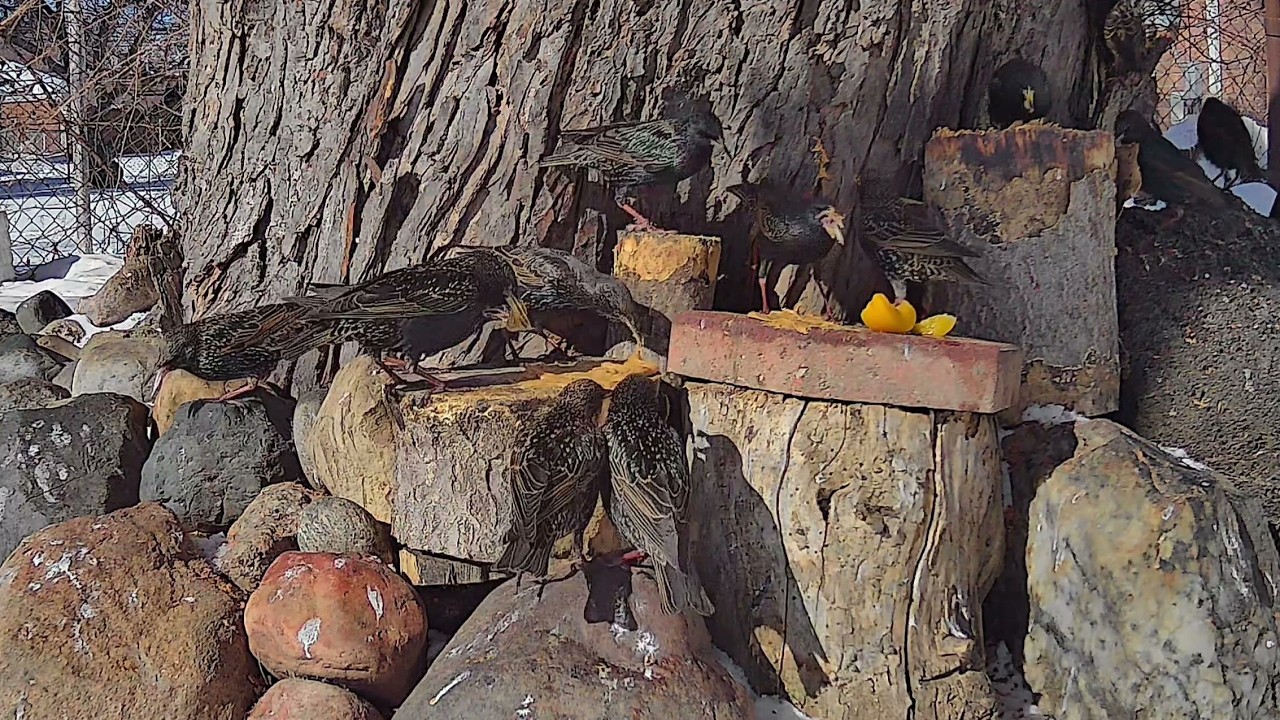 My Birds & Squirrels Having Fun Time
