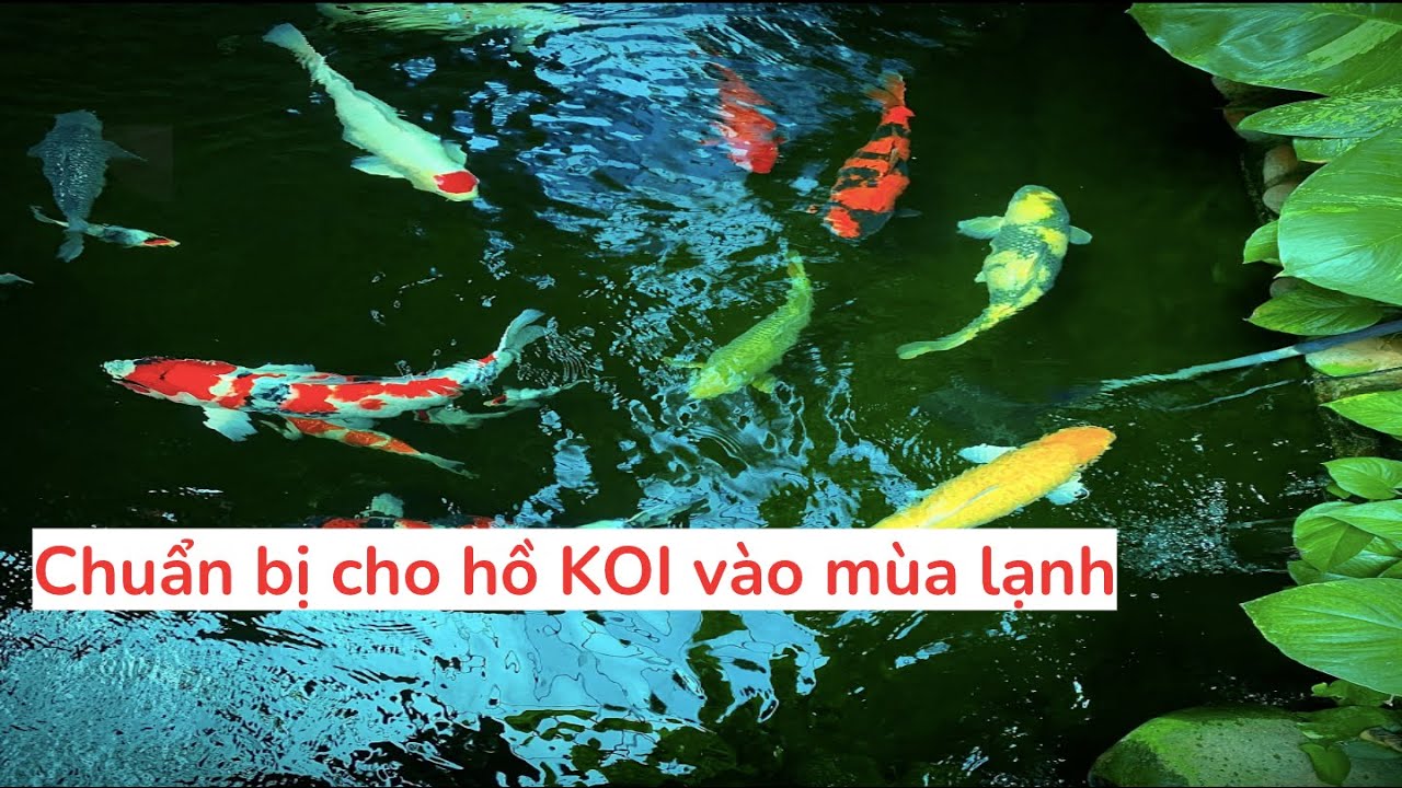 Chuẩn bị cho hồ KOI vào mùa lạnh