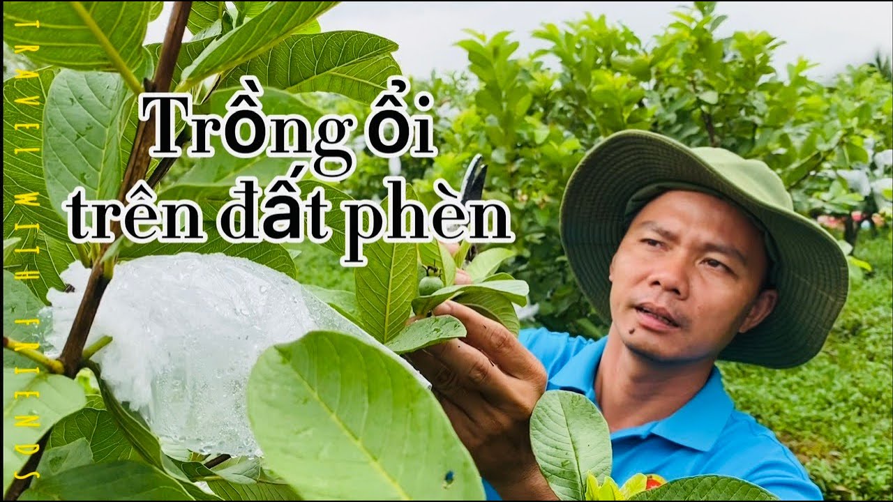 Làm điều này tại vườn ổi trên đất phèn, bảo sao anh nông dân TP.HCM thu nửa tỷ mỗi năm