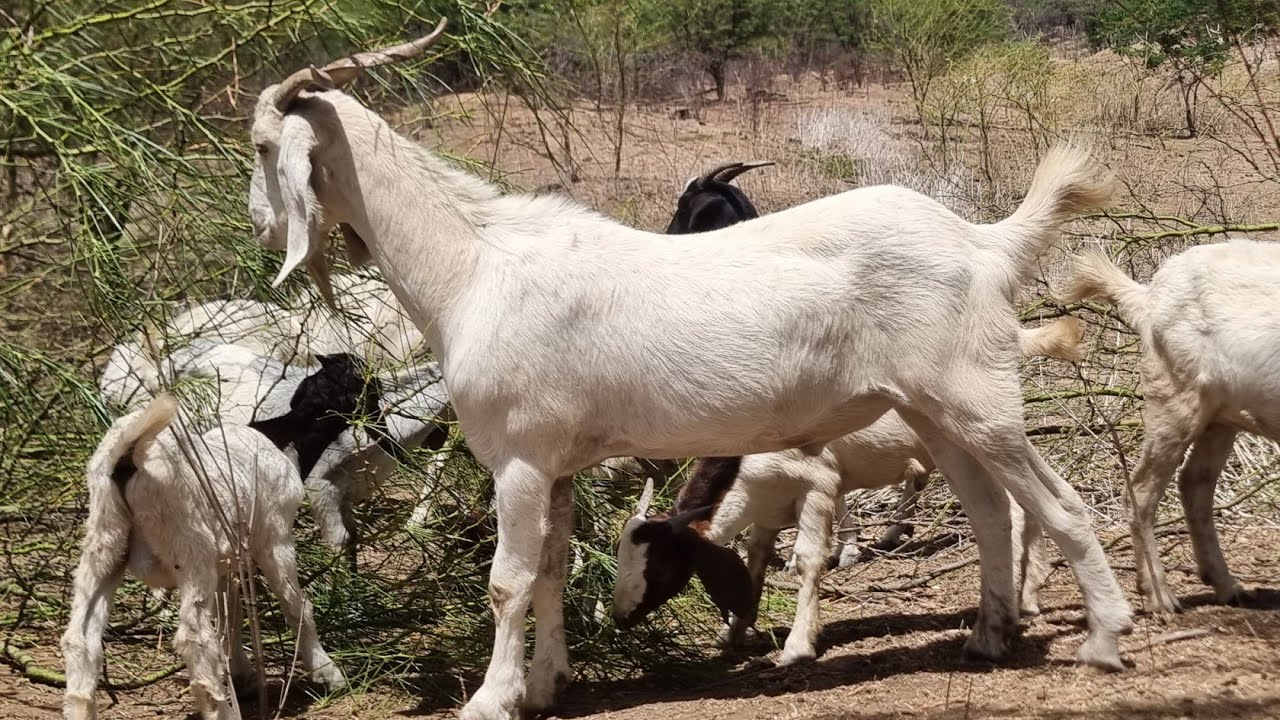 COMO GANHAR DINHEIRO CRIANDO CAPRINOS FAZENDA CENTRAL OVINOCAPRINO 