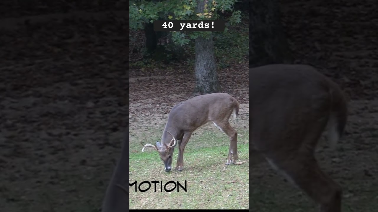Buck ducks arrow at 40 yards!
