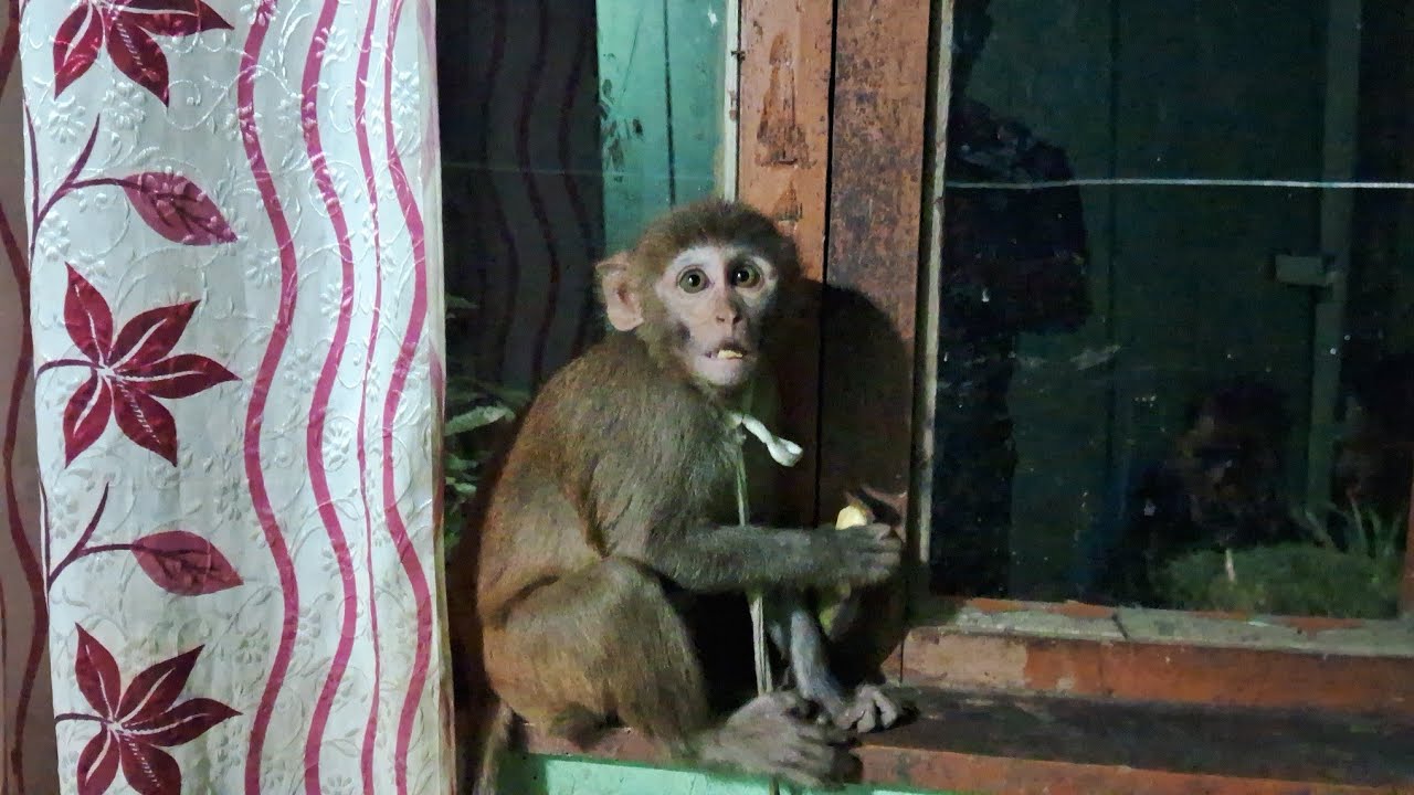 #@monkey 🐒 jiska name hai mittu #animallover #do like comment share