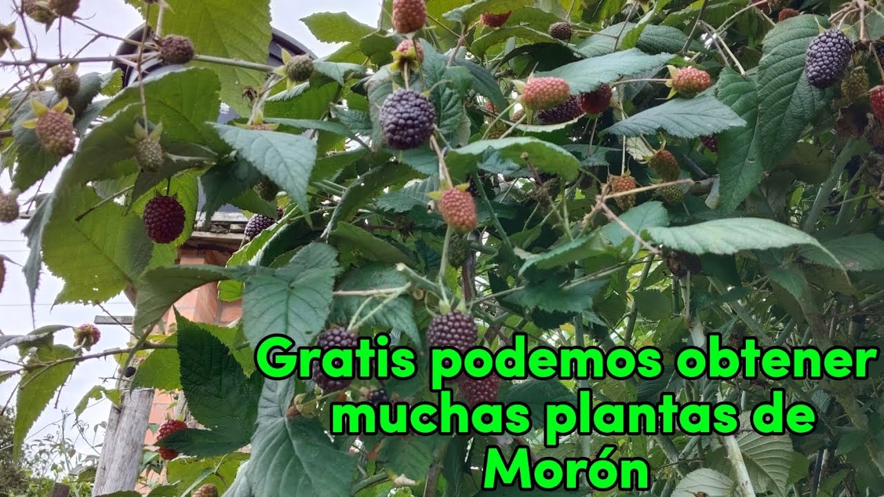 Poda,siembra y reproducción muy sencilla de Morón 