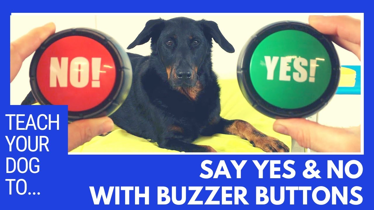 How to teach your dog to say YES and NO with buzzer buttons using positive reinforcement